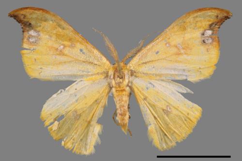Tridrepana unispina[白點黃鉤蛾][00047034]