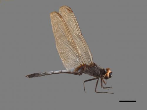 Orthetrum glaucum[金黃蜻蜓][00103517]