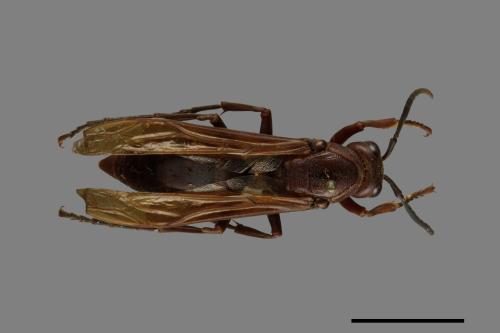 Polistes gigas[巨長腳蜂][00074426]