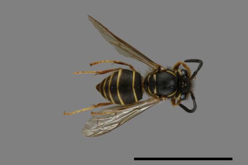 Vespula flaviceps[細黃胡蜂][00073084]
