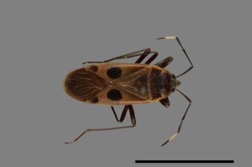 Physopelta parviceps[東亞斑紅椿][00040703]