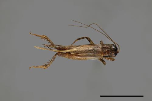 <已分類>Family：Gryllidae[蟋蟀科][00026044]