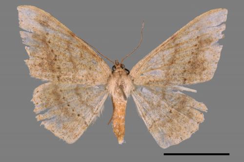 Luxiaria mitorrhaphes[雙斑鈎尺蛾][00058984]