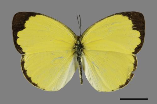 Eurema blanda arsakia[臺灣黃蝶][00101299]