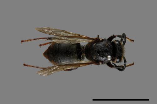 Vespula flaviceps[細黃胡蜂][00073146]