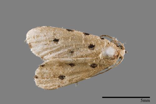 Metaemene atrigutta maculata[麗夜蛾][00009152]