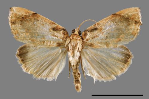 <已分類>Family：Crambidae[草螟科][00044728]