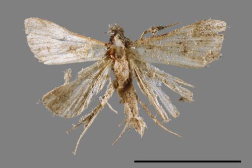 <已分類>Family：Crambidae[草螟科][00066943]
