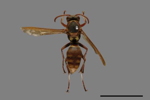 Polistes takasagonus[雙斑長腳蜂][00072816]