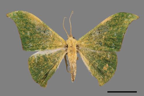 Tanaorhinus viridiluteatus[雙點鐮翅青尺蛾][00052244]