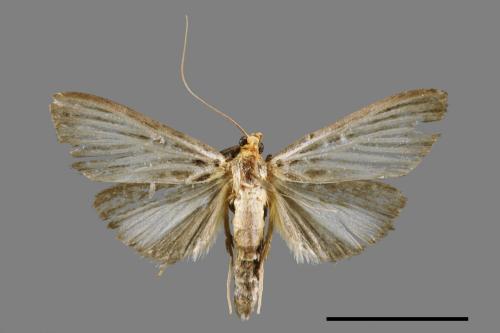 Tyspanodes hypsalis[00065546]