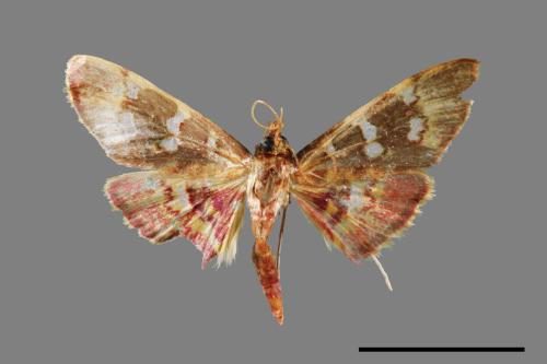<已分類>Family：Crambidae[草螟科][00038775]