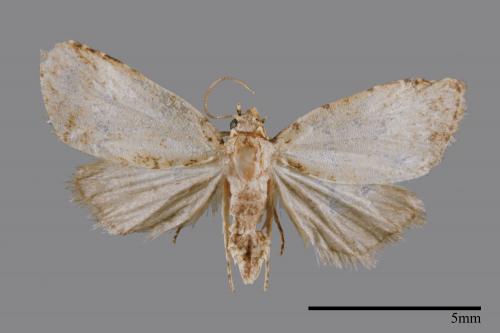 <已分類>Family：Noctuidae[夜蛾科][00008387]