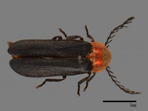 Vesta impressicollis[赤腹櫛角螢][00095826]