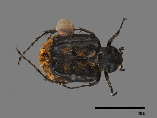 Hybovalgus thoracicus[鱗毛扁花金龜][00081867]