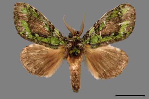 Somera viridifusca viridifusca[瑟舟蛾][00020219]