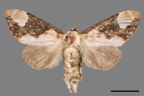 Formofentonia orbifer rotundata[圓紛舟蛾][00035548]