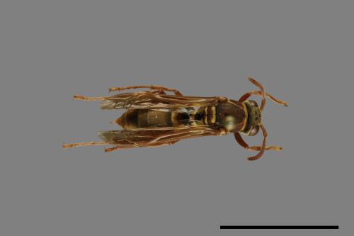 Polistes shirakii[shirakii][00072775]