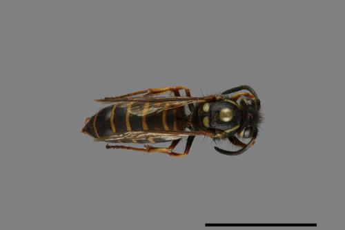 Vespula rufa[北方黃胡蜂][00073241]