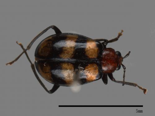 <已分類>Family：Chrysomelidae[金花蟲科][00041261]