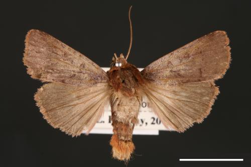 Diarsia subtincta[灰褐歹夜蛾][00000779]