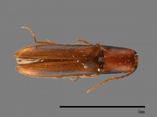 <已分類>Family：Elateridae[叩頭蟲科][00048892]