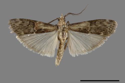 <已分類>Family：Pyralidae[螟蛾科][00070344]