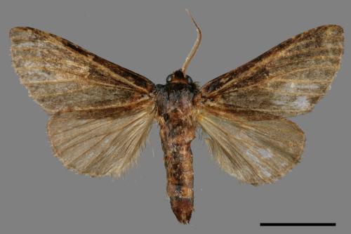 Neodrymonia seriatopunctata[黃肩舟蛾][00038774]