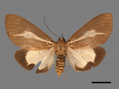 Asota heliconia zebrina[圓端擬燈蛾][00045562]