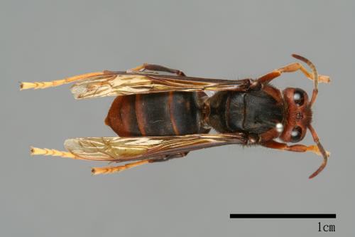 Vespa velutina[黃腳虎頭蜂][00097297]