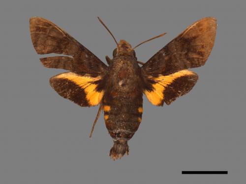 Macroglossum pyrrhosticta[黃斑長喙天蛾][00016515]