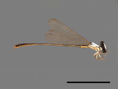 Agriocnemis femina oryzae[白粉細蟌][00104131]