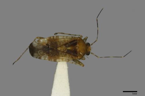 <已分類>Family：Miridae[盲椿象科][00079864]