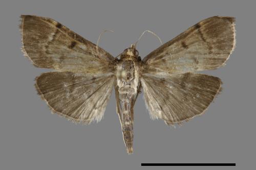 <已分類>Family：Crambidae[草螟科][00092296]