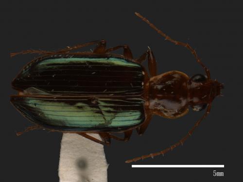 <已分類>Family：Carabidae[步行蟲科][00088243]