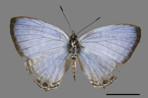 Jamides alecto dromicus[白波紋小灰蝶][00101181]