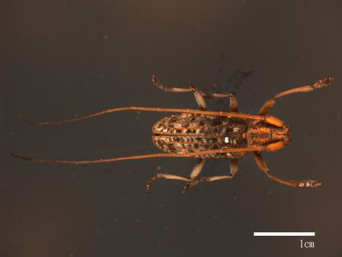 Monochamus alternatus[松斑天牛][00082474]