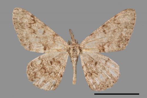 Hypomecis cineracea[齒紋灰褐尺蛾][00051073]