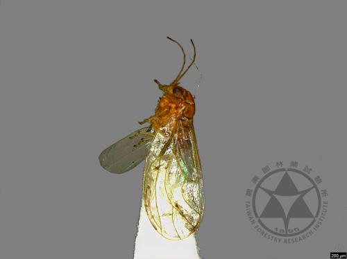 <已分類>Family：Psyllidae[木蝨科][00078153]