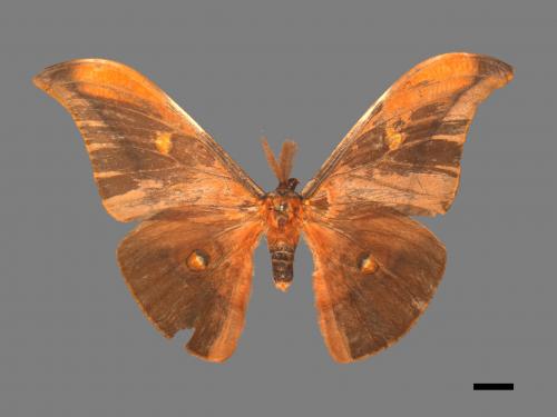 Antheraea formosana[紅目天蠶蛾][00016247]