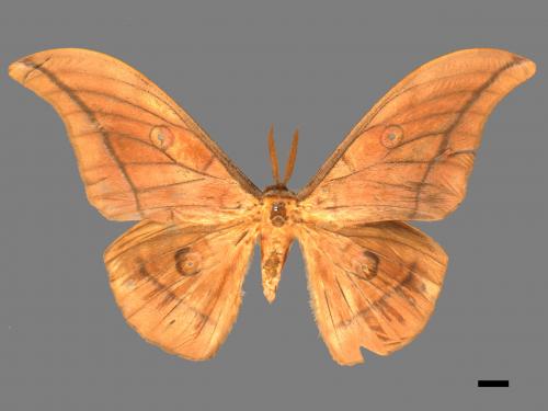 Antheraea yamamai superba[大透目天蠶蛾][00016139]