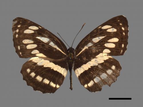 Neptis hylas luculenta[琉球三線蝶][00061504]