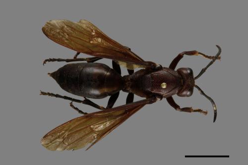 Polistes gigas[巨長腳蜂][00074422]