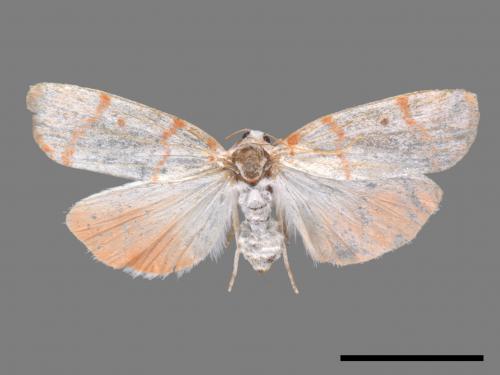Cyana hamata[優雪苔蛾][00053495]