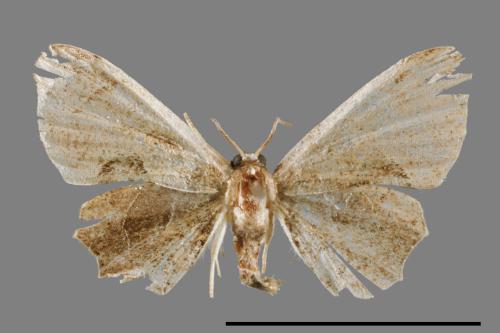 Phazaca alikangensis[里港圓翅雙尾蛾][00012556]