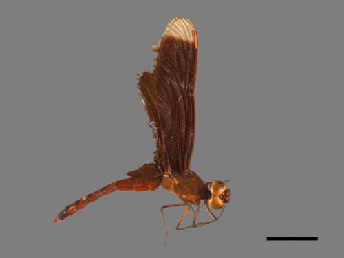 Neurothemis ramburii ramburii[善變蜻蜓][00103245]