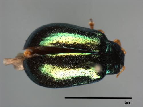 <已分類>Family：Chrysomelidae[金花蟲科][00081198]