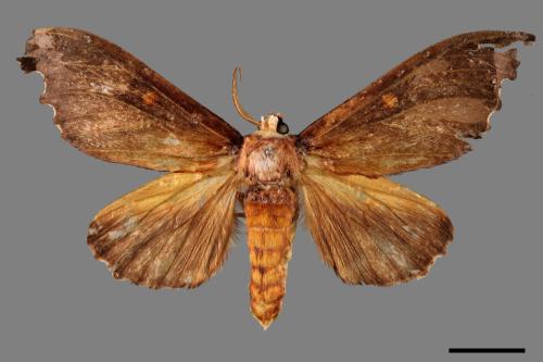 Euhampsonia formosana[黃星凹緣舟蛾][00038915]