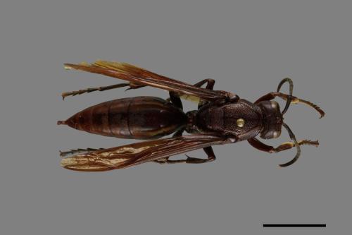 Polistes gigas[巨長腳蜂][00074414]