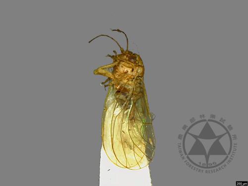 <已分類>Family：Psyllidae[木蝨科][00078174]